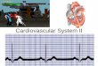 Cardiovascular System II - Cuyamaca College...Cardiovascular System II. The Circulatory system is a "closed ... – Medulla oblongata (Activates sympathetic neurons) • Cardioinhibitory