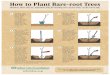 How to Plant Bare Root Trees - Arbor Day Foundation · Title: How to Plant Bare Root Trees Author: Arbor Day Foundation Subject: Tree Planting Guide Keywords: trees, seedlings, saplings,