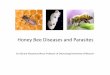 Honey Bees and their diseases - University of Missouriextension.missouri.edu/sare/documents/honeybeesdiseases.pdf · Honey Bee Diseases and Parasites ... Bacterial disease of brood