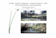 THE NATURAL HISTORY OF STIVERS LAGOON · Natural History of Stivers’ Lagoon. 80 pp Hansen, Lorin K. and Bringhurst, Lila. 1996. Let this be Zion. 280 pp Sandoval, John S. 1965