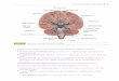 Anatomy, Neuroanatomy, and Physiology · Anatomy, Neuroanatomy, and Physiology 35 Cranial nerves I, II, III, IV, and VI are not concerned with speech, language, or hearing. ¡ Cranial