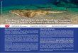 Eastern Atlantic and Mediterranean Angel Shark Conservation … · 2018-12-13 · Eastern Atlantic and Mediterranean Angel Shark Conservation Strategy Species background Angel sharks*