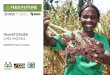 SAIOMA S Impact in Kenya - Douglas Waudo · • Kitui (lower Eastern and Kitui Central Sub-County). The project focuses on four staple crops of sorghum, cowpeas, pigeon peas and green