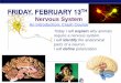 Nervous System - Mrs. Talley's Biology Bintalleysbiobin.weebly.com/uploads/2/0/9/0/20901036/nervous_system… · AP Biology 2007-2008 Nervous System An Introduction: Crash Course