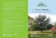 A Tree Walk - Birmingham Civic Society · PDF file the tree walk concentrates on the formal part of the park. Cannon Hill Meadows Farm was gifted to the City by Louisa Ryland. She