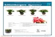 FOREMOST® FLOWERING POT CROPS Schlumbergera …...Fairytale FLOWERS White Orange FLA- Red FLAME Pink PRODUCT SHEET Open Flower Top pad with coloured buds White 7.0 cm cm cm cm 2,ocm