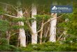 ANNUAL REPORT 2015–16 - Forestry Corporation2 FORESTRY CORPORATION OF NSW ANNUAL REPORT 2015–16 31 October 2016 The Hon. Gladys Berejiklian, MP Treasurer Parliament House Macquarie