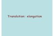 Translation: elongation...The factor EF -G catalyzes the translocation of the tRNA and mRNA down the ribosome at the end of each round of polypeptide elongation. Homologous to EF -Tu