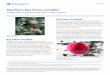 Key Plant, Key Pests: Camellia - University of Floridaedis.ifas.ufl.edu/pdffiles/EP/EP55800.pdf · 2018-08-06 · Key Plant, Key Pests: Camellia 2 Algal Leaf Spot: Cephaleuros virescens