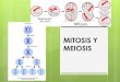 MITOSIS Y MEIOSIS - WordPress.com...MITOSIS Y MEIOSIS •Los cromosomas se enrollan y pueden ser vistos al microscopio, se encuentran duplicados y sus dos cromátidas hermanas están