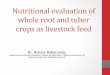 Nutritional evaluation of whole root and tuber crops as ... · Nutritional potentials of root and tuber crops •Cassava root is an energy-dense food. cassava has very efficient carbohydrate