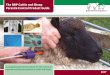 The BRP Cattle and Sheep Parasite Control Product …beefandlamb.ahdb.org.uk/wp/wp-content/uploads/2017/01/...2017 The BRP Cattle and Sheep Parasite Control Product Guide A comprehensive