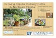 Growing Popular Culinary Herbs IN Northeast Floridasfyl.ifas.ufl.edu/media/sfylifasufledu/duval/...“The Foundation of the Gator Nation” Mary Puckett Urban Gardening Program Duval