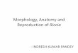 Morphology, Anatomy and Reproduction of Riccia · 2019-03-10 · Morphology, Anatomy and Reproduction of Riccia - INDRESH KUMAR PANDEY . ... External Morphology Dorsiventrally differentiated,