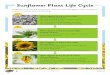 Sunflower Plant Life Cycle · The flower head opens. After around 90 days, the sunflower will be fully grown. 4. Page 1 of 2. What happens during the fourth stage? Wilt and Regrowth