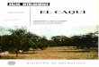 EL CAQUI - mapa.gob.es · PDF file EL CAQUI ORIGF.N Arbol originario de Asia, muy cultivado en Extremo Oriente, don-de sus frutos, consumidos en fresco o desecados, constituyen un