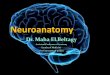 Neuroanatomy · 2020-03-12 · Neuroanatomy. Blood Supply of Brain and Spinal Cord. Arterial Supply of Brain The brain receives blood from two sources: the internal carotid arteries,