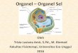 Organel Organel Sel - fbm111.weblog.esaunggul.ac.id€¦Fungsi Membran Sel: 1. Mengatur transportasi zat dari luar ke dalam sel dan ... Inner nuclear membrane -mengandung protein 
