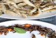 Spice of life. Tyrant ants, above with whitebait, and ... · according to a 2013 UN report, Edible Insects: Future Pros-pects for Food and Feed Security. And entomophagy advocates