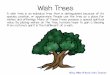 Wish Trees - Book Units Teacher...wishes and offerings. Many of these trees possess a special spiritual value. By placing wishes on the tree, humans hope to gain a blessing from nature’s