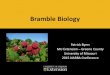 Bramble Biology - North American Raspberry & Blackberry ... · Bramble Growth Habits • Bearing habit – Floricanearing (summer bearing) be • First year – vegetative growth