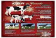 Saturday, August 4 st Choice from Lautamire x Mogul #1 ... · The #1 Sanchez daughter with GLPI +2396, and #4 Conf Fem. with +17 Conf (04/12) Lilacary Comestar Sanchez VG 2Yr Gen-I-Beq
