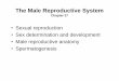 The Male Reproductive System - Welcome to web.gccaz.eduweb.gccaz.edu/~phipd16661/Chap27_Male_Repro.pdf · Overview of the Reproductive System •Primary Sex Organs are the testes