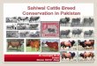 Dr. Javed Iqbal Ph. D Former Director RCCSC Jhanghhrd.pk/lddc2014/wp-content/uploads/2014/12/Dr.Javed-Iqbal-RCCSC-15-12-2014...LIVESTOCK SUB SECTOR • Livestock contributed 55.9 %