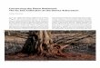 Conserving the Dawn Redwood: The Ex Situ Collection at the ...arnoldia.arboretum.harvard.edu/pdf/articles/2010... · Conserving the Dawn Redwood: The Ex Situ Collection at the Dawes