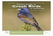 Pocket Guide to Creek Birds€¦ · in bird field guides. Two excellent guides are: The Sibley Field Guide to Birds of Western North America and Kaufman Field Guide to Birds of North