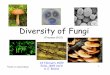 Diversity of Fungi - UA Site Name · 2009-02-22 · 3 Mar KB – Plant Diversity Chapter 30 5 Mar KB – Plant Form and Function Chapters 36, 37 10 Mar KB – Plant Function Chapters