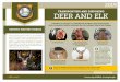 TRANSPORTING AND DISPOSING DEER AND ELK · Deer, elk or moose taken from within any other state, province or country may only be imported into Wyoming if carcasses are transported
