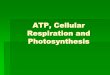 ATP, Cellular Respiration and Photosynthesis · Photosynthesis & Respiration are opposites & interdependent Respiration = exergonic Photosynthesis = endergonic One cannot occur without