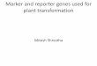 Marker and reporter genes used for plant transformation · Marker and Reporter genes • A reporter or marker gene is a gene, which produces a specific phenotype, in turn enables