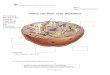 Animal and Plant Cells Worksheet - Medford Township Public ... · Partnerships for Reform through Investigative Science and Math . Plants and Animal Cells 1.1 . 6 Name:_____ Date: