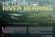 RetuRn of the RiveR HeRRing - New Hampshire Fish and Game ... · migration, the Macallen Dam, is overcome via a fish ladder built in 1971. From this point, the herring continue upstream