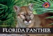 122792 DofW Panther Guide - Defenders of Wildlifedefenders.org/.../florida_panther_identification... · Figure 2. A Florida panther has long legs and a long tail. T he Florida panther