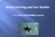 Beach Driving and Sea Turtles...Beach Driving and Sea Turtles U.S. Fish and Wildlife Service I’d like to thank the Park Service for inviting me here today to talk a little about