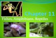 Fishes, Amphibians, Reptiles - WA Eagles 220€¦ · Fish, reptiles, amphibians Animal whose body does not produce much internal heat Body temperature changes based on temperature