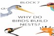 WHY DO BIRDS BUILD NESTS? - BirdWatch Ireland · Not all birds build nests – some use constructions created by other species (e.g. eared owls inhabit nests built by corvides) or