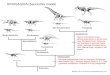 DINOSAURIA (Saurischia model) - Geologytholtz/G104/handouts/104... · 2018-08-06 · DINOSAURIA (Saurischia model) Marginocephalia Ornithopoda Thyreophora Skeletons by Scott Hartman