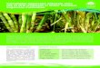 Sustainable Sugarcane Initiative (SSI): Use of Drip …...Sustainable Sugarcane Initiative (SSI) is an innovative credit-plus approach of NABARD which helps to integrate twin drip