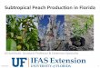 Subtropical Peach Production in Floridasfyl.ifas.ufl.edu/media/sfylifasufledu/lake/docs/... · Photo credit: M. Olmstead ‘Flordaprince’—150 chill units • Melting flesh •