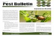 Pest Bulletin - Amazon S3 · pest in those crops. Detection of Japanese Beetle in Your Field Learn how to identify Japanese Beetle. Although it has not been found outside of Vancouver