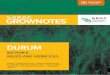 DURUM - Home - GRDC · PDF file weeds and herbicides 3 ˚˛˝˙ˆ˝ˇ˘ fi Section 6 DURUM ne 2018 Figure 1: Effect of seeding rate and crop variety on screenings percentage (percent
