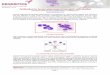 Antibodies for human plasmacytoïd dendritic cells studiesdev.dendritics.net/files/documentation/PDC_report.pdf · Human plasmacytoid dendritic cells. DENDRITICS- Immeuble Laennec-60