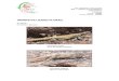 UROMASTYX LIZARDS IN ISRAEL - CITES · PDF file 1 Alternative common names in English for Uromastyx lizards are: Dabb or Dhabb lizards or Spiny-tailed lizards. In the literature, one