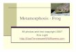 K. Light Metamorphosis - Frog · Amphibians – Frogs, Toads, and Salamanders Amphibians are vertebrate animals that live part of their lives on land and part in water. They lay their