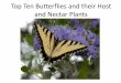 Top Ten Butterflies and their Host and Nectar Plants ... · Top Ten Butterflies and their Host and Nectar Plants Marilynn Eppler. Zebra Longwing. Gulf Fritillary. Julia Longwing