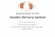 Examination of the Genito-Urinary System · Genito-Urinary System Dr Omar Mansour Consultant Surgeon FRCS FRCSI FEBC MSc BSc BMedSc MBBChBAO. Introduction. Anatomy. Surface Anatomy